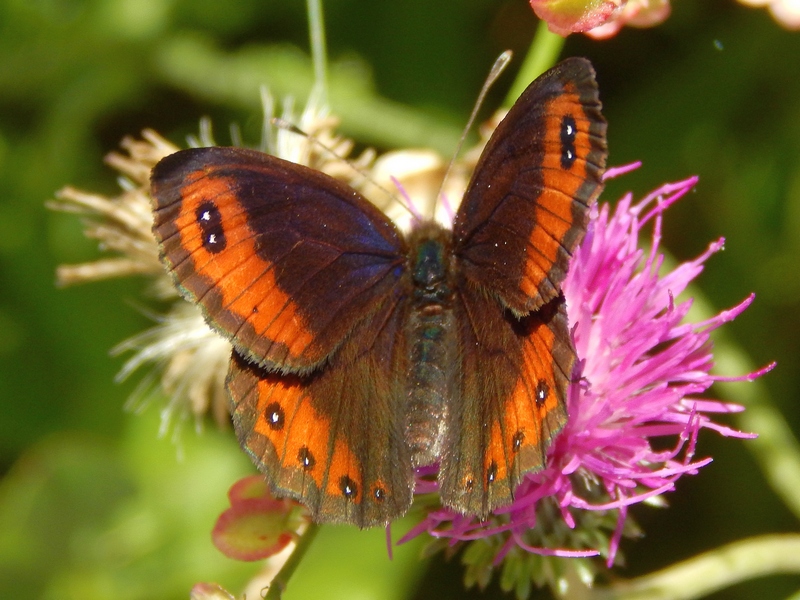 Erebia 2 ID - Erebia montana